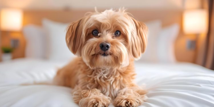 なぜペットと泊まれるホテルの無垢フローリングは滑る？７つの対策と事例