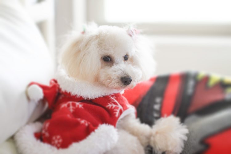 愛犬が床で滑る環境的な要因とその対策とは?