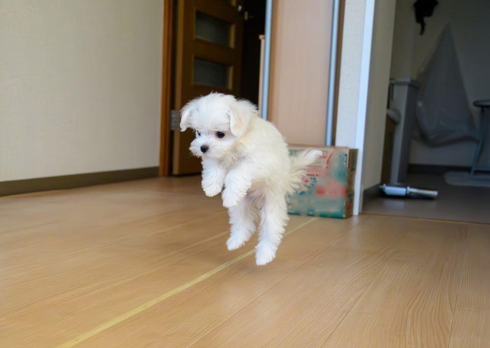 無垢床で愛犬が滑らないための改善策は？