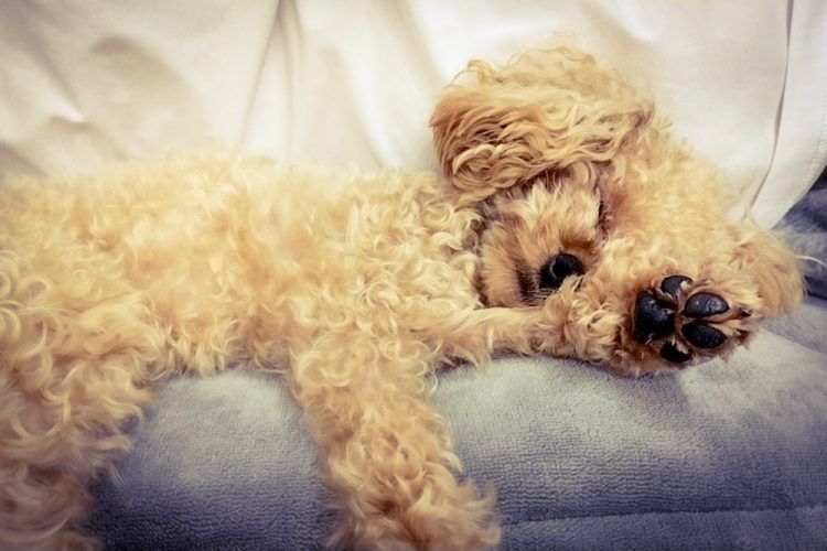 愛犬が床で滑る原因と身体的な要因とは?