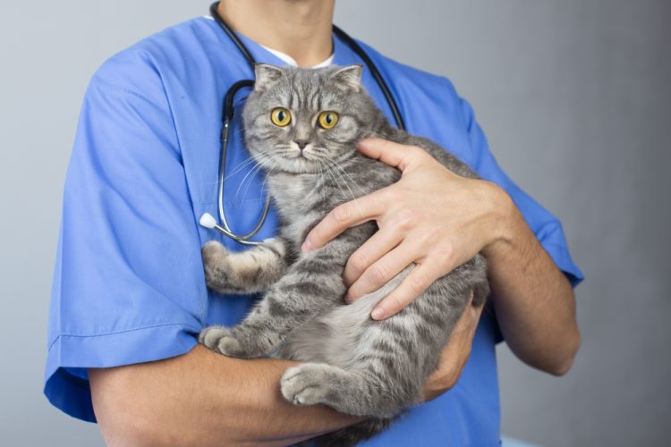 動物病院の床が滑る原因と6つの対策｜ペット・飼い主の転倒防止