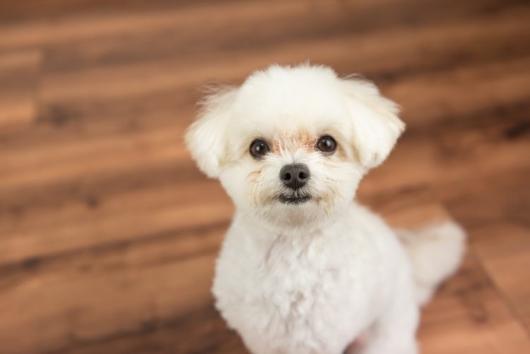 無垢フローリングは犬のケガの原因になる？起こり得る危険と滑らないための対処方法を紹介