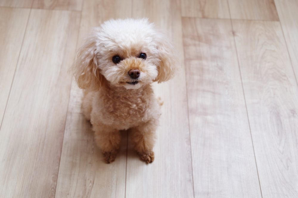 無垢フローリング 犬 猫