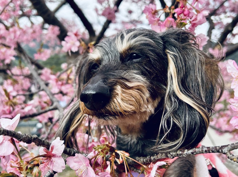 床で滑る老犬の安全対策と快適な居住環境の整え方