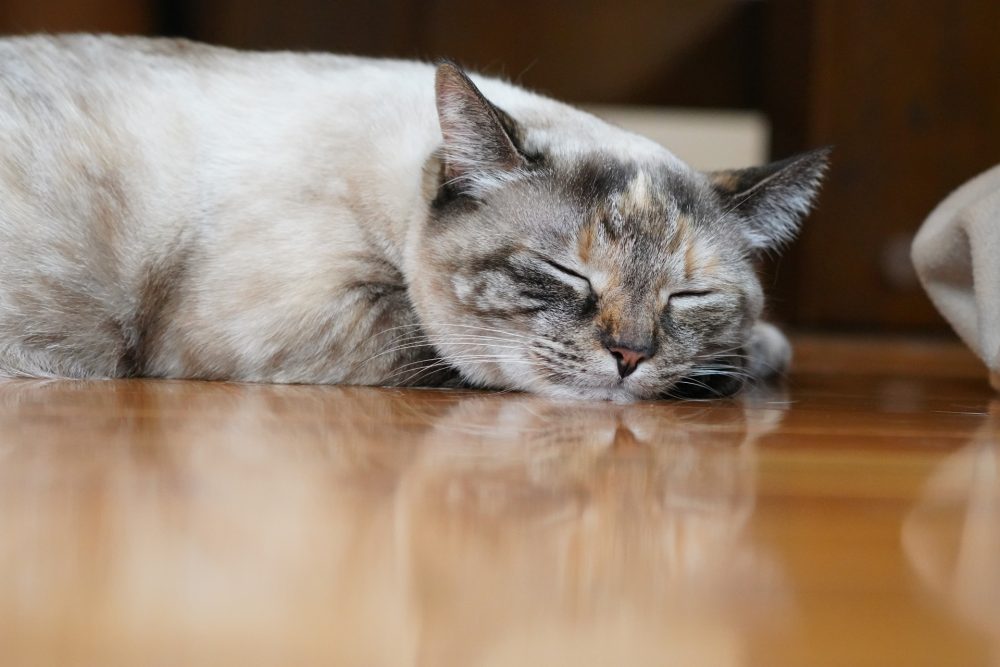 猫 フローリング選び 注意点