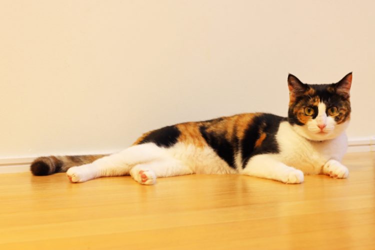 猫と無垢フローリングの暮らしを快適に!傷や滑り止め対策をご紹介