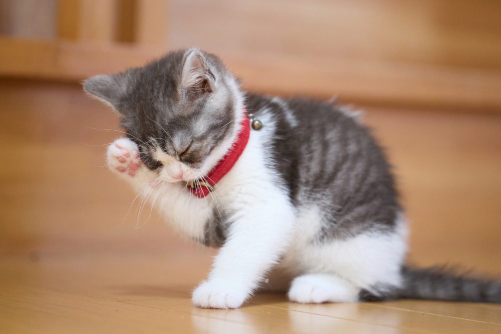 無垢フローリングのお家で猫を飼い始める方に向けた注意点と対策