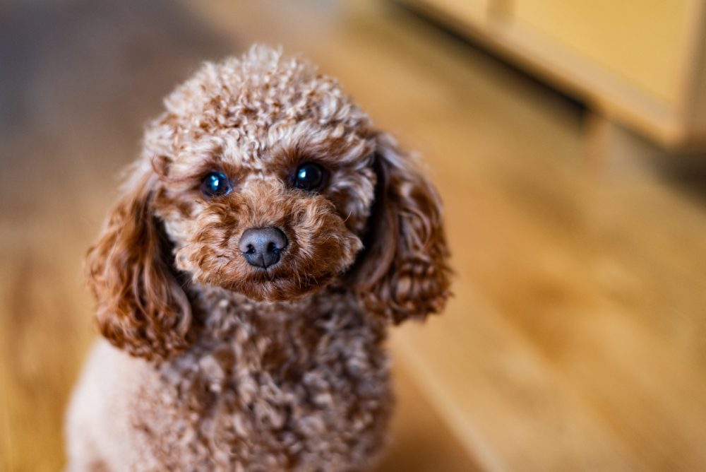 犬の滑り止め対策でフローリングにコーティング〝しない〟方法とは？