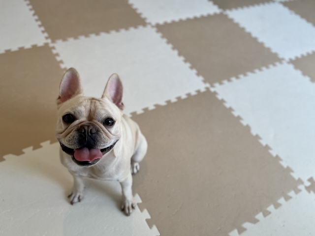 【無垢床】愛犬マットのメリット&デメリット