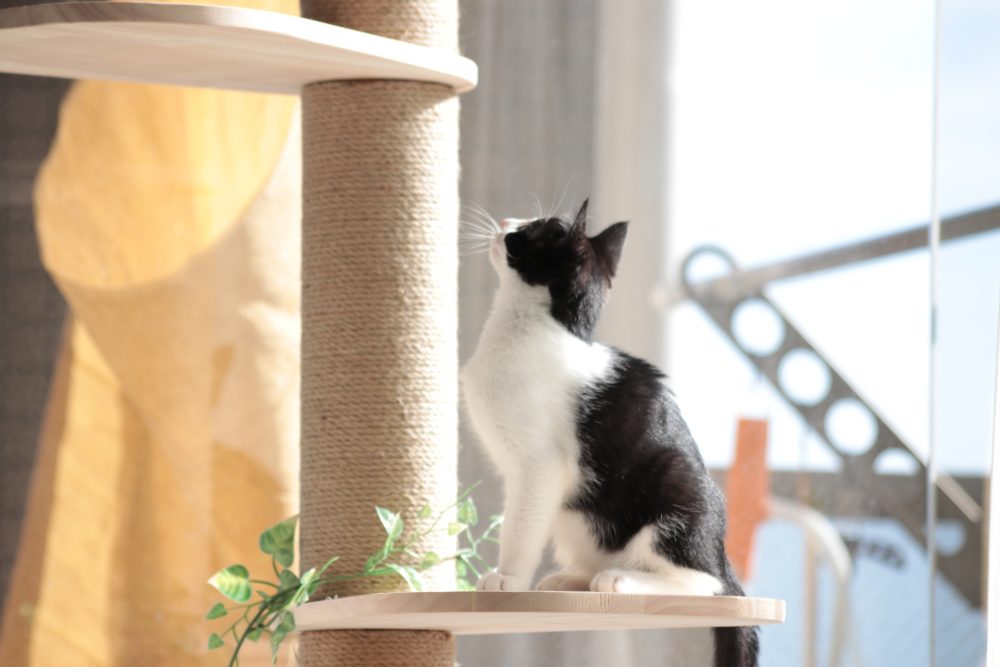 【無垢床】滑り止めオイル塗装、キャットタワーの事例紹介