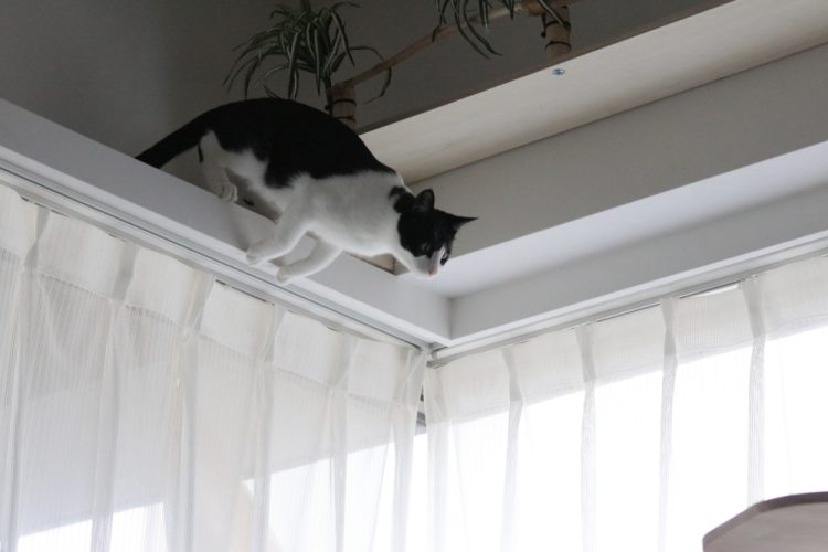 【無垢床】滑り止めオイルは猫でも効果ありますか？