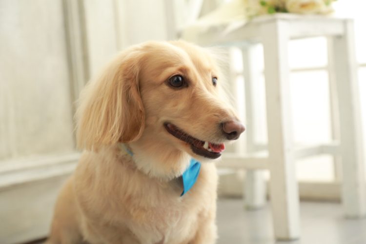 ダックスフンドがフローリングで怪我しやすい理由と3つの対策を紹介