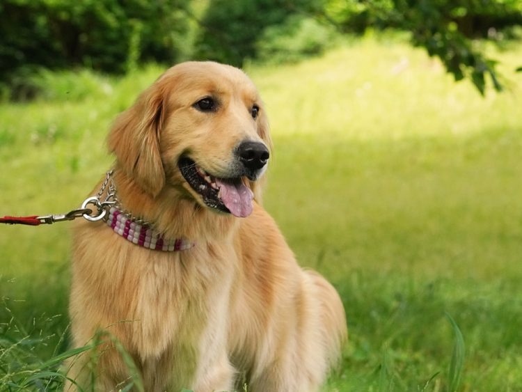 犬のフローリング滑り止め 完全ガイド｜老犬・子犬の転倒対策
