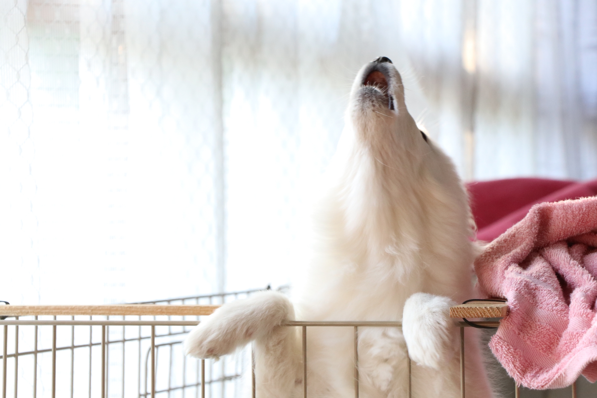 犬の吠え声対策｜吸音パネルで近所への響きをやわらげる