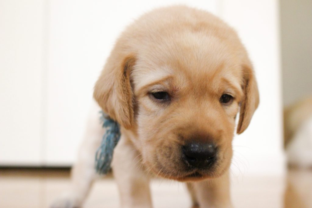 フローリングの上をよちよち歩く子犬